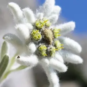 Explore Through the Rugged Pirin and Rila Mountains for 8 days with DIAMIR Erlebnisreisen and discover unforgettable experiences - Photo 11