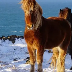 Explore Northern Lights, Ice and Winter Silence for 6 days with DIAMIR Erlebnisreisen and discover unforgettable experiences - Photo 5