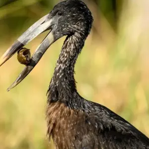 Explore From the Desert Sea to the Zambezi for 16 days with DIAMIR Erlebnisreisen and discover unforgettable experiences - Photo 9