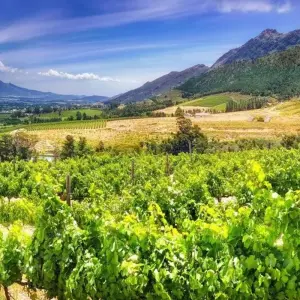 Explore In the Kingdom of the Proteas for 16 days with DIAMIR Erlebnisreisen and discover unforgettable experiences - Photo 2