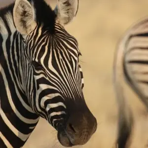 Explore Between Sossusvlei and Etosha for 13 days with DIAMIR Erlebnisreisen and discover unforgettable experiences - Photo 10