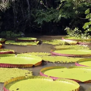 Explore South America: Off the Beaten Track Deep Into the Rainforest for 18 days with DIAMIR Erlebnisreisen and discover unforgettable experiences - Photo 2