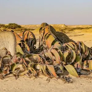 Explore Between Namibe Desert, Chela Mountains and Kunene River for 14 days with DIAMIR Erlebnisreisen and discover unforgettable experiences - Photo 5