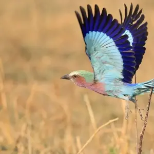 Explore From the Desert Sea to the Zambezi for 16 days with DIAMIR Erlebnisreisen and discover unforgettable experiences - Photo 10