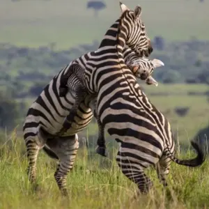 Explore Green pearl on the African Equator for 15 days with DIAMIR Erlebnisreisen and discover unforgettable experiences - Photo 6