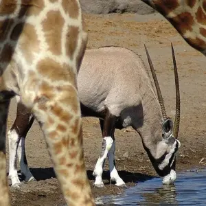 Explore From Etosha National Park to Fish River Canyon for 21 days with DIAMIR Erlebnisreisen and discover unforgettable experiences - Photo 11