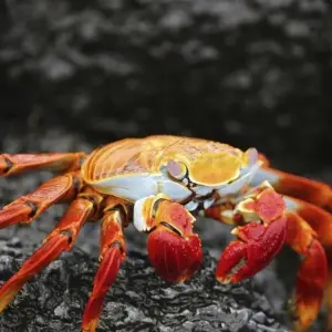 Explore Highlights of Ecuador and Galapagos Island Hopping for 18 days with DIAMIR Erlebnisreisen and discover unforgettable experiences - Photo 5