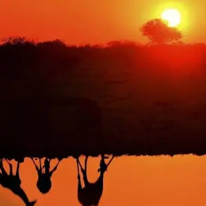 Explore From the Desert Sea to the Zambezi for 16 days with DIAMIR Erlebnisreisen and discover unforgettable experiences - Photo 11