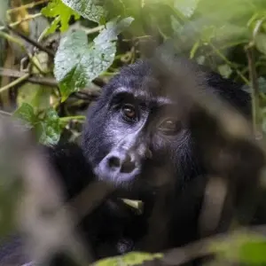 Explore Green pearl on the African Equator for 15 days with DIAMIR Erlebnisreisen and discover unforgettable experiences - Photo 7