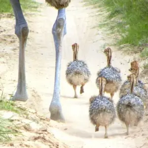 Explore In the Kingdom of the Proteas for 16 days with DIAMIR Erlebnisreisen and discover unforgettable experiences - Photo 4