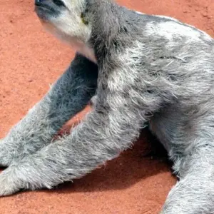 Explore South America: Off the Beaten Track Deep Into the Rainforest for 18 days with DIAMIR Erlebnisreisen and discover unforgettable experiences - Photo 4