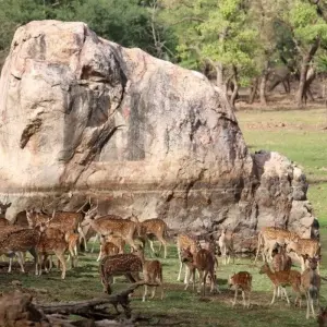 Explore On the Trail of the Tiger for 13 days with DIAMIR Erlebnisreisen and discover unforgettable experiences - Photo 2