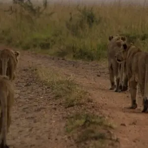 Explore Green pearl on the African Equator for 15 days with DIAMIR Erlebnisreisen and discover unforgettable experiences - Photo 8