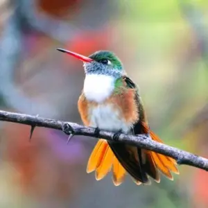 Explore Ecuador Highlights for 13 days with DIAMIR Erlebnisreisen and discover unforgettable experiences - Photo 2