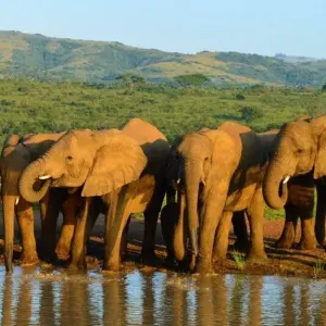 Explore In the Kingdom of the Proteas for 16 days with DIAMIR Erlebnisreisen and discover unforgettable experiences - Photo 5