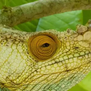 Explore Bamboo Lemurs and Sea for 15 days with DIAMIR Erlebnisreisen and discover unforgettable experiences - Photo 3