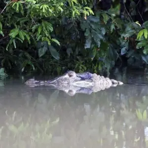 Explore South America: Off the Beaten Track Deep Into the Rainforest for 18 days with DIAMIR Erlebnisreisen and discover unforgettable experiences - Photo 5