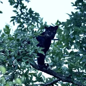 Explore On the Trail of the Tiger for 13 days with DIAMIR Erlebnisreisen and discover unforgettable experiences - Photo 3