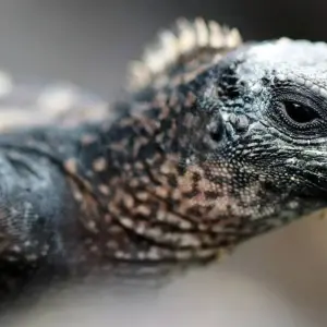 Explore Highlights of Ecuador and Galapagos Island Hopping for 18 days with DIAMIR Erlebnisreisen and discover unforgettable experiences - Photo 8