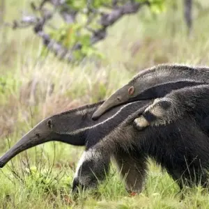 Explore South America: Off the Beaten Track Deep Into the Rainforest for 18 days with DIAMIR Erlebnisreisen and discover unforgettable experiences - Photo 6