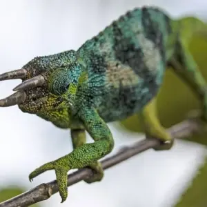 Explore Green pearl on the African Equator for 15 days with DIAMIR Erlebnisreisen and discover unforgettable experiences - Photo 10