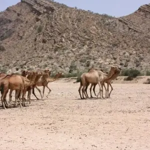 Explore In the land of the Soomaali for 10 days with DIAMIR Erlebnisreisen and discover unforgettable experiences - Photo 7