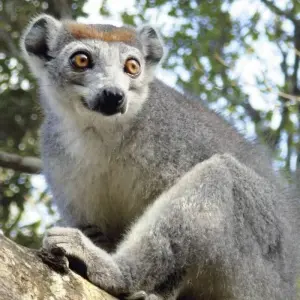 Explore Bamboo Lemurs and Sea for 15 days with DIAMIR Erlebnisreisen and discover unforgettable experiences - Photo 5