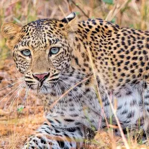 Explore On the Trail of the Tiger for 13 days with DIAMIR Erlebnisreisen and discover unforgettable experiences - Photo 5