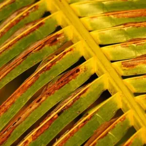 Explore 5-tägige Traumreise durch die Inselwelt Fijis for 5 days with DIAMIR Erlebnisreisen and discover unforgettable experiences - Photo 9