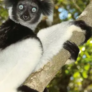 Explore Bamboo Lemurs and Sea for 15 days with DIAMIR Erlebnisreisen and discover unforgettable experiences - Photo 6