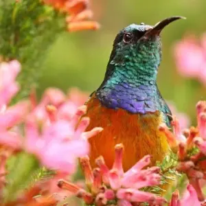 Explore In the Kingdom of the Proteas for 16 days with DIAMIR Erlebnisreisen and discover unforgettable experiences - Photo 8