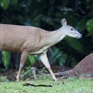 Explore South America: Off the Beaten Track Deep Into the Rainforest for 18 days with DIAMIR Erlebnisreisen and discover unforgettable experiences - Photo 8