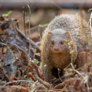 Explore On the Trail of the Tiger for 13 days with DIAMIR Erlebnisreisen and discover unforgettable experiences - Photo 6