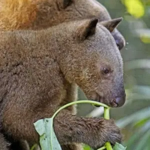 Explore Mount Hagen Festival in the Highlands for 20 days with DIAMIR Erlebnisreisen and discover unforgettable experiences - Photo 9