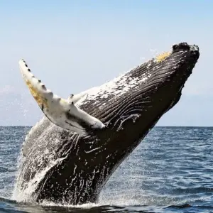 Explore In the Kingdom of the Proteas for 16 days with DIAMIR Erlebnisreisen and discover unforgettable experiences - Photo 9