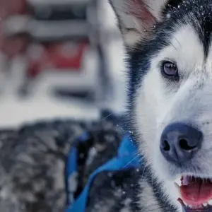 Explore A winter dream in Swedish Lapland for 6 days with DIAMIR Erlebnisreisen and discover unforgettable experiences - Photo 8