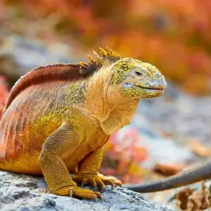 Explore Highlights of Ecuador and Galapagos Island Hopping for 18 days with DIAMIR Erlebnisreisen and discover unforgettable experiences - Photo 11