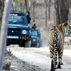 Explore On the Trail of the Tiger for 13 days with DIAMIR Erlebnisreisen and discover unforgettable experiences - Photo 7