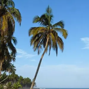 Explore Dancing Masks, Animist Healers and Traditional Kings for 15 days with DIAMIR Erlebnisreisen and discover unforgettable experiences - Photo 3