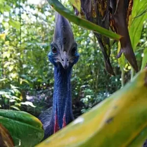 Explore Mount Hagen Festival in the Highlands for 20 days with DIAMIR Erlebnisreisen and discover unforgettable experiences - Photo 10