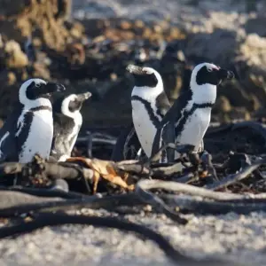 Explore In the Kingdom of the Proteas for 16 days with DIAMIR Erlebnisreisen and discover unforgettable experiences - Photo 10