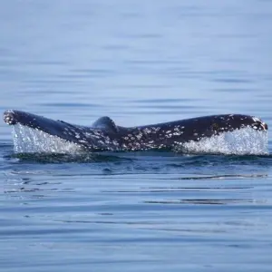 Explore Namibia Highlights for 16 days with DIAMIR Erlebnisreisen and discover unforgettable experiences - Photo 9