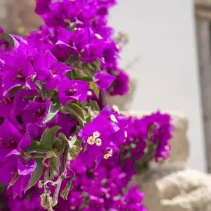 Explore Fire Mountain and Wine Enjoyment with Mediterranean Flair for 11 days with DIAMIR Erlebnisreisen and discover unforgettable experiences - Photo 6