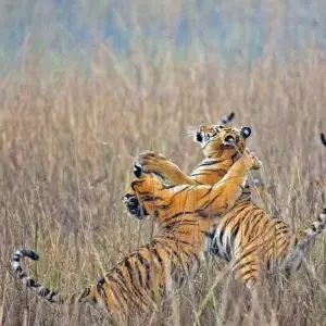 Explore On the Trail of the Tiger for 13 days with DIAMIR Erlebnisreisen and discover unforgettable experiences - Photo 8