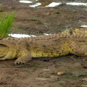 Explore Dancing Masks, Animist Healers and Traditional Kings for 15 days with DIAMIR Erlebnisreisen and discover unforgettable experiences - Photo 4