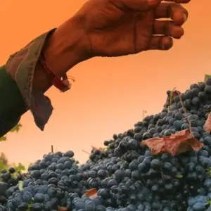 Explore In the Kingdom of the Proteas for 16 days with DIAMIR Erlebnisreisen and discover unforgettable experiences - Photo 11