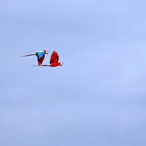 Explore South America: Off the Beaten Track Deep Into the Rainforest for 18 days with DIAMIR Erlebnisreisen and discover unforgettable experiences - Photo 11