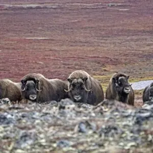 Explore Photography Trip to the Autumnal Riot of Colour in the Arctic for 14 days with DIAMIR Erlebnisreisen and discover unforgettable experiences - Photo 3