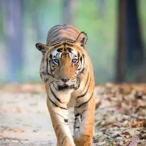 Explore On the Trail of the Tiger for 13 days with DIAMIR Erlebnisreisen and discover unforgettable experiences - Photo 9