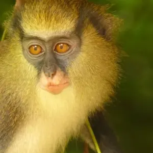 Explore Dancing Masks, Animist Healers and Traditional Kings for 15 days with DIAMIR Erlebnisreisen and discover unforgettable experiences - Photo 5